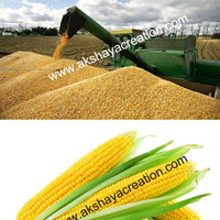 Yellow Maize